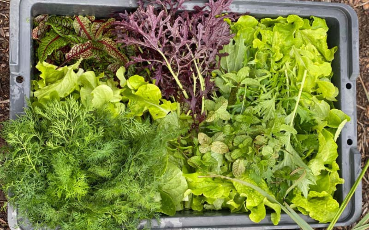 winter-harvest-food-bowl-1.png