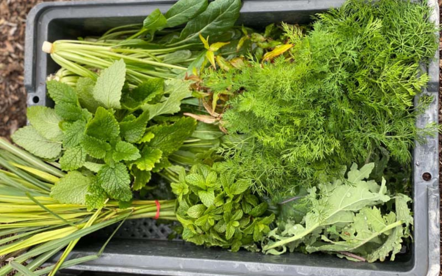 winter-harvest-food-bowl-2.png