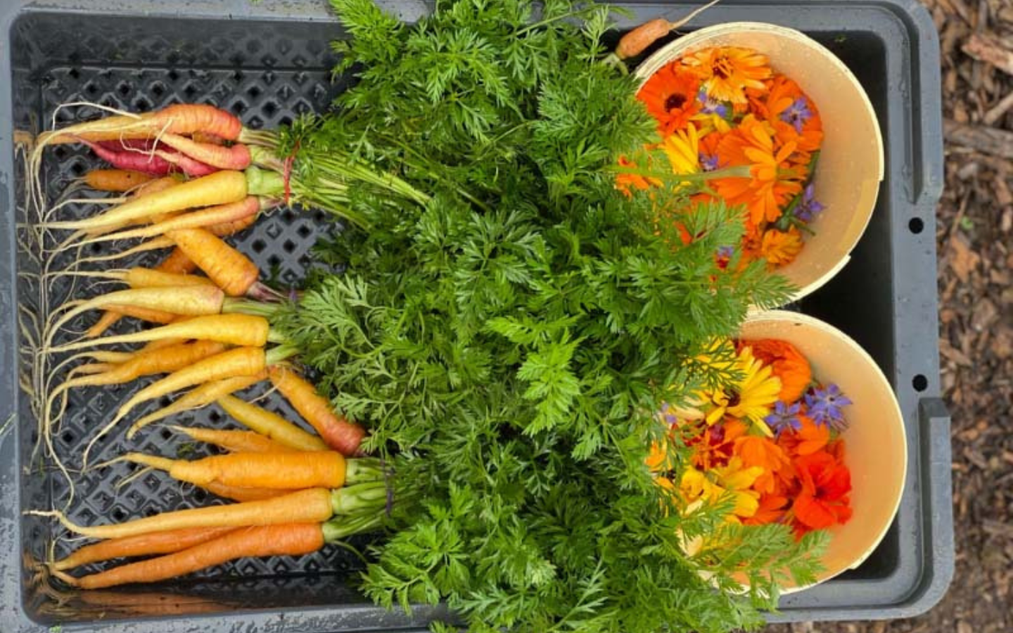 winter-harvest-food-bowl-3.png