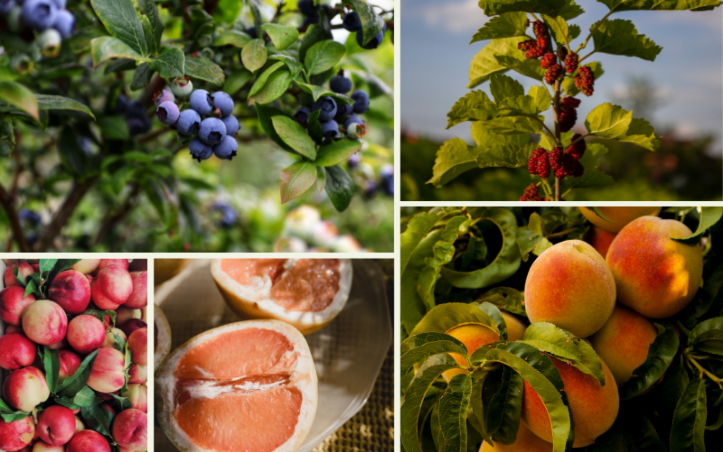 fresh-produce-collage.png