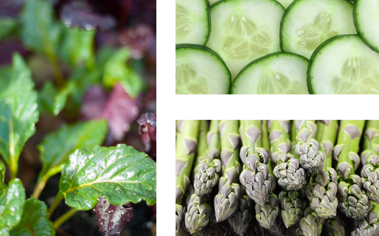 wellness-edit-spring-edition.png