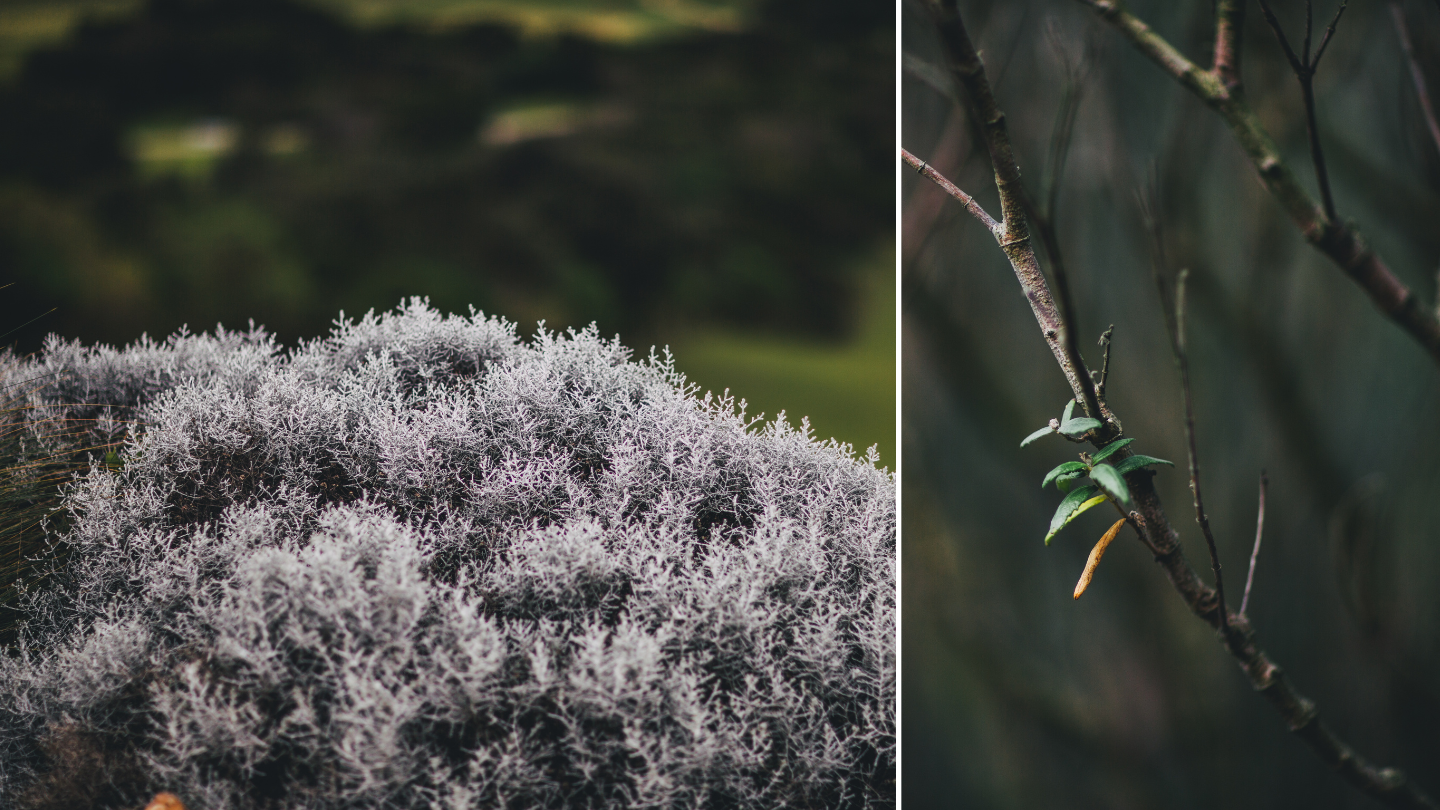 nature.png