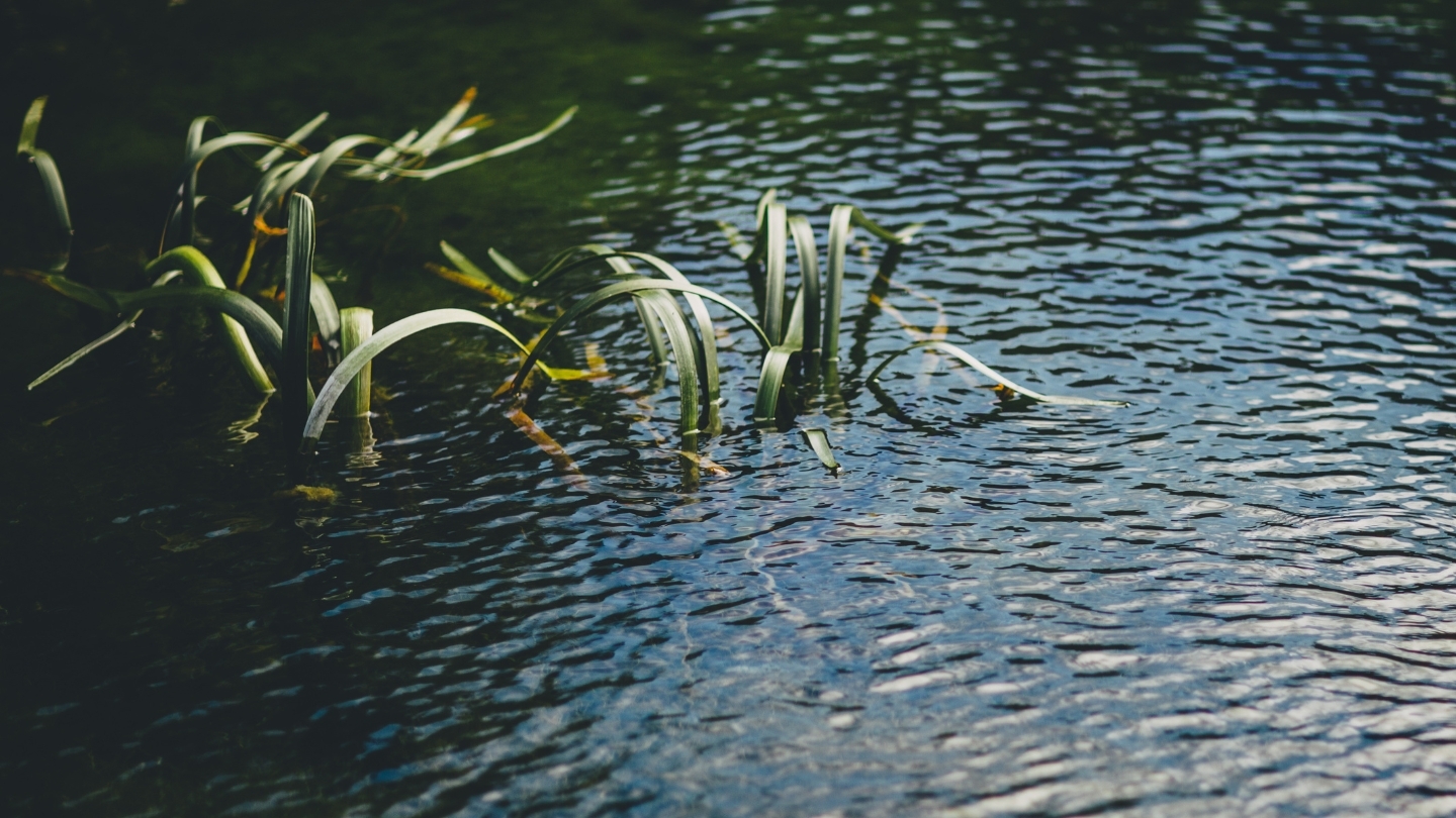 wetland.jpg